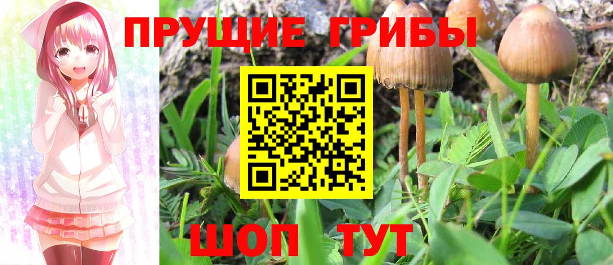 Волгодонск  Галлюциногенные грибы Psilocybe  Вход с VPN 